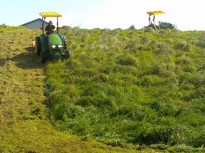 Mowing 02.jpg